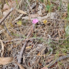 Convolvulus angustissimus subsp. angustissimus (Australian Bindweed) at Isaacs Ridge and Nearby - 27 Oct 2023 by Mike