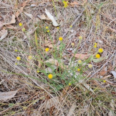 Calotis lappulacea (Yellow Burr Daisy) at Isaacs Ridge - 27 Oct 2023 by Mike