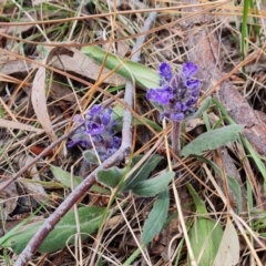 Ajuga australis (Austral Bugle) at Isaacs Ridge and Nearby - 27 Oct 2023 by Mike