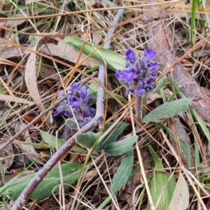 Ajuga australis at Isaacs, ACT - 27 Oct 2023