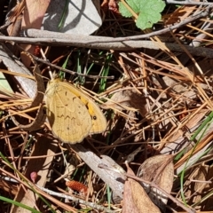 Heteronympha merope (Common Brown Butterfly) at Isaacs Ridge and Nearby - 27 Oct 2023 by Mike