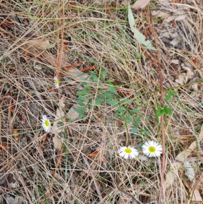 Erigeron karvinskianus (Seaside Daisy) at Isaacs Ridge and Nearby - 27 Oct 2023 by Mike