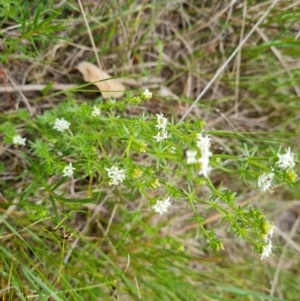 Asperula conferta at Isaacs, ACT - 27 Oct 2023