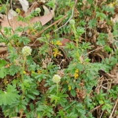 Acaena novae-zelandiae (Bidgee Widgee) at Isaacs Ridge and Nearby - 27 Oct 2023 by Mike