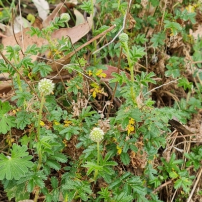 Acaena novae-zelandiae (Bidgee Widgee) at Isaacs, ACT - 27 Oct 2023 by Mike