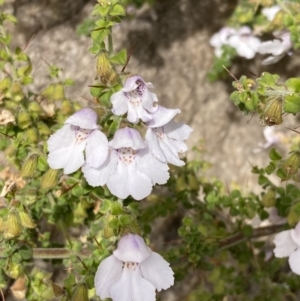 Prostanthera arapilensis at Mitre, VIC - 22 Oct 2023