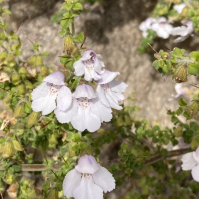 Prostanthera arapilensis at Mitre, VIC - 22 Oct 2023 by AnneG1