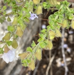 Prostanthera arapilensis at Mitre, VIC - 22 Oct 2023