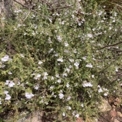 Prostanthera arapilensis at Mitre, VIC - 22 Oct 2023