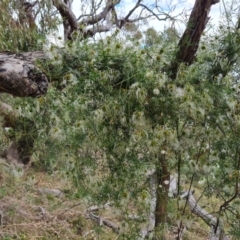 Clematis leptophylla (Small-leaf Clematis, Old Man's Beard) at Isaacs Ridge and Nearby - 27 Oct 2023 by Mike