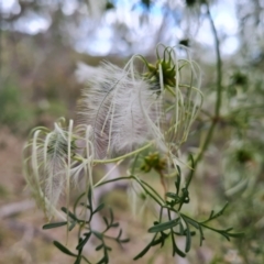 Clematis leptophylla at Isaacs, ACT - 27 Oct 2023