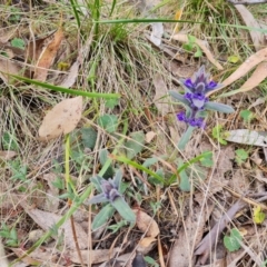 Ajuga australis (Austral Bugle) at Isaacs Ridge and Nearby - 27 Oct 2023 by Mike