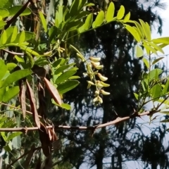 Robinia pseudoacacia (Black Locust) at Isaacs Ridge and Nearby - 27 Oct 2023 by Mike