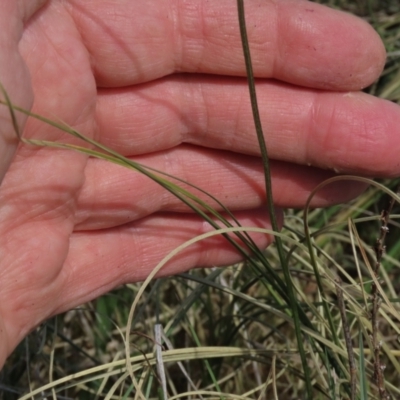 Carex bichenoviana (A Sedge ) at Isabella Pond - 13 Oct 2023 by AndyRoo