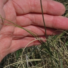 Carex bichenoviana (A Sedge ) at Monash, ACT - 13 Oct 2023 by AndyRoo