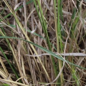Carex bichenoviana at Monash, ACT - 13 Oct 2023