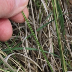 Carex bichenoviana at Monash, ACT - 13 Oct 2023