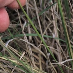 Carex bichenoviana at Monash, ACT - 13 Oct 2023