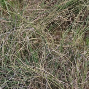 Carex bichenoviana at Monash, ACT - 13 Oct 2023