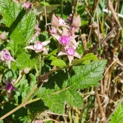 Rubus parvifolius (Native Raspberry) at Isaacs Ridge and Nearby - 27 Oct 2023 by Mike