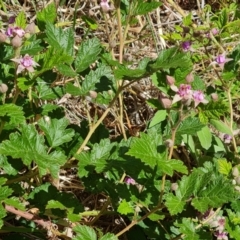 Rubus parvifolius at Isaacs, ACT - 27 Oct 2023 03:14 PM