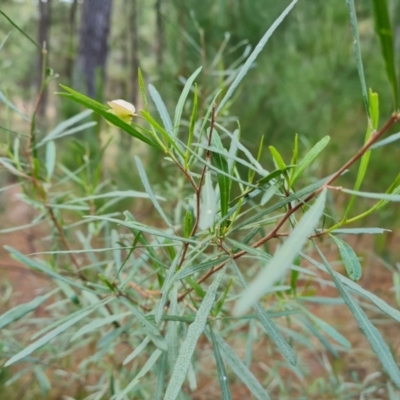 Dodonaea viscosa subsp. angustissima (Hop Bush) at Mawson, ACT - 27 Oct 2023 by Mike