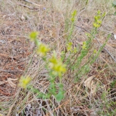 Pimelea curviflora (Curved Rice-flower) at Isaacs, ACT - 27 Oct 2023 by Mike