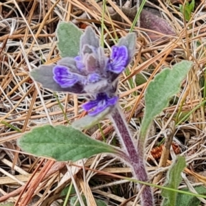 Ajuga australis at Isaacs, ACT - 27 Oct 2023 03:02 PM