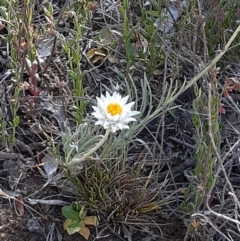 Leucochrysum albicans subsp. tricolor (Hoary Sunray) at Mount Ainslie - 26 Oct 2023 by annmhare