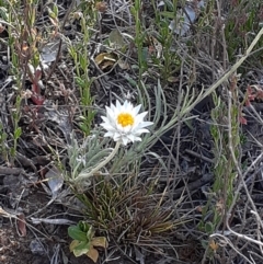 Leucochrysum albicans subsp. tricolor (Hoary Sunray) at Campbell, ACT - 26 Oct 2023 by annmhare