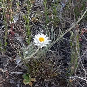 Leucochrysum albicans subsp. tricolor at Campbell, ACT - 27 Oct 2023 08:04 AM