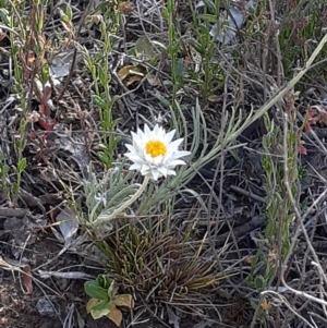 Leucochrysum albicans subsp. tricolor at Campbell, ACT - 27 Oct 2023