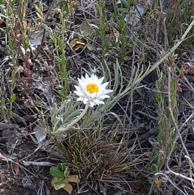 Leucochrysum albicans subsp. tricolor (Hoary Sunray) at Mount Ainslie - 26 Oct 2023 by annmhare