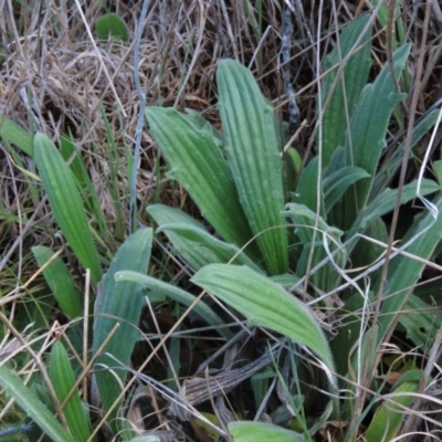 Plantago varia (Native Plaintain) at Isabella Pond - 12 Oct 2023 by AndyRoo