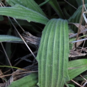 Plantago varia at Monash, ACT - 13 Oct 2023