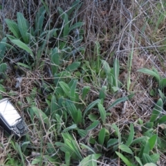 Plantago varia at Monash, ACT - 13 Oct 2023