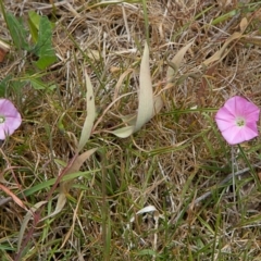 Convolvulus angustissimus subsp. angustissimus (Australian Bindweed) at Nicholls, ACT - 27 Oct 2023 by Trevor