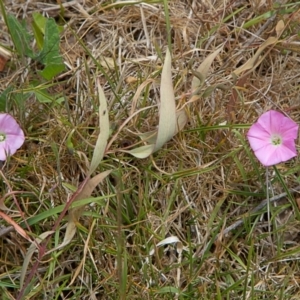 Convolvulus angustissimus subsp. angustissimus at Nicholls, ACT - 27 Oct 2023 12:20 PM