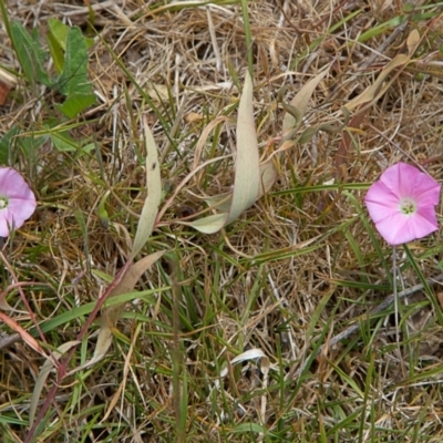 Convolvulus angustissimus subsp. angustissimus (Australian Bindweed) at Nicholls, ACT - 27 Oct 2023 by MichaelWenke