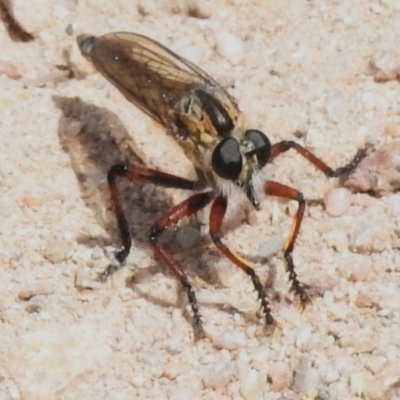 Asiola fasciata (A robber fly) at Mount Taylor - 27 Oct 2023 by JohnBundock