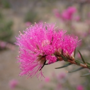 Melaleuca wilsonii at Mitre, VIC - 22 Oct 2023