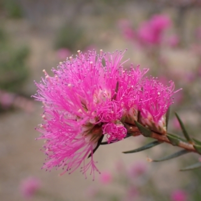 Melaleuca wilsonii (Violet Honey-Myrtle) at Mitre, VIC - 22 Oct 2023 by AnneG1