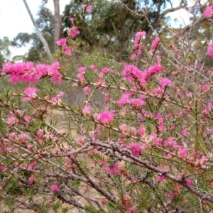 Melaleuca wilsonii at Mitre, VIC - 22 Oct 2023