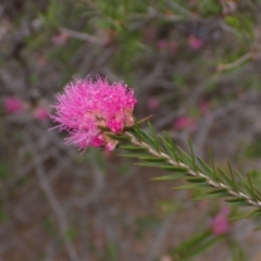 Melaleuca wilsonii at Mitre, VIC - 22 Oct 2023