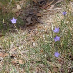 Wahlenbergia capillaris (Tufted Bluebell) at Nicholls, ACT - 27 Oct 2023 by MichaelWenke