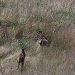 Macropus giganteus (Eastern Grey Kangaroo) at Tuggeranong Creek to Monash Grassland - 13 Oct 2023 by AndyRoo