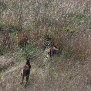 Macropus giganteus at Monash, ACT - 13 Oct 2023 11:10 AM