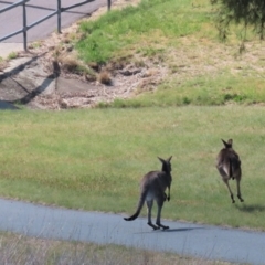 Macropus giganteus at Monash, ACT - 13 Oct 2023 11:10 AM