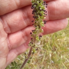 Acaena x ovina (Sheep's Burr) at Birrigai - 27 Oct 2023 by jac