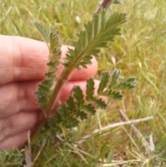 Acaena x ovina at Paddys River, ACT - 27 Oct 2023